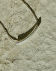 Hammered Curve Necklace